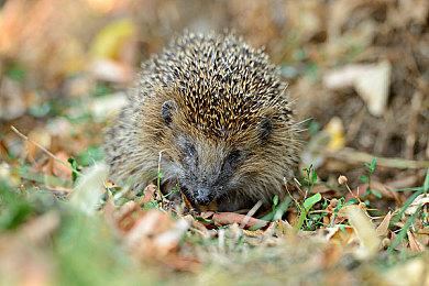 中世纪策略游戏《救赎死神》官宣明年2月发售